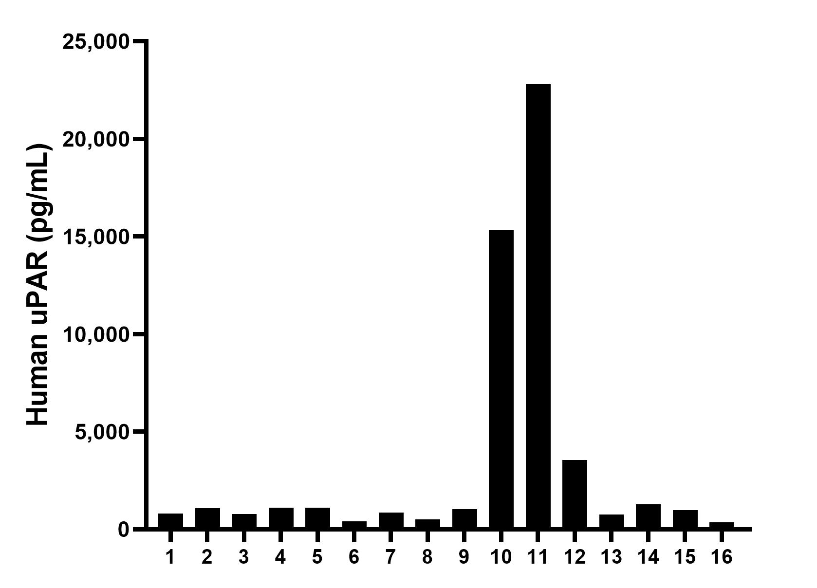 Serum of sixteen individual healthy human donors was measured. The human uPAR concentration of detected samples was determined to be 3,300.7 pg/mL with a range of 351.4 - 22,799.0 pg/mL.